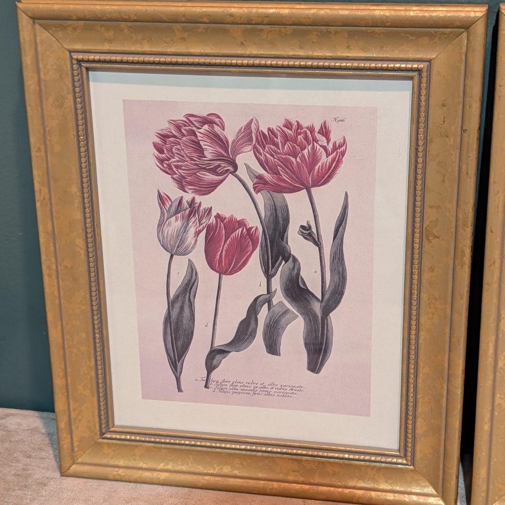 Vintage Framed Art Prints(Set)~Tulips~Johann Wilhelm Weinmann - Picture 2 of 11